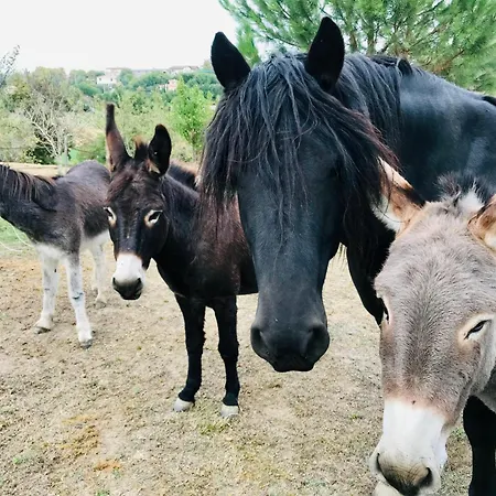 La Maison Melomane 10 Personnes Saussens